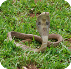 Indian Cobra